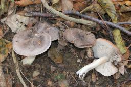 Tricholoma orirubens