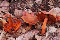 Cortinarius cinnabarinus