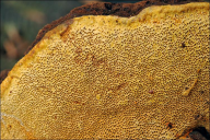 Gloeophyllum odoratum