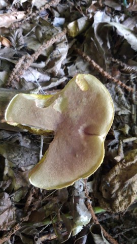 Xerocomus subtomentosus