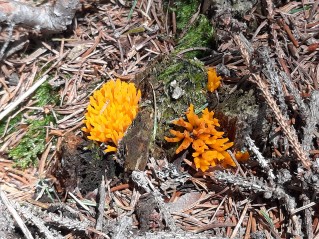 Calocera viscosa