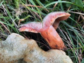 Lactarius sanguifluus