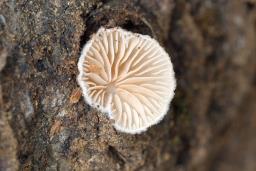 Crepidotus cesatii