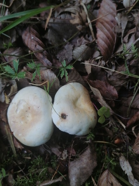 Lactifluus piperatus