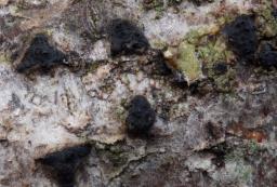 Lopadostoma dryophilum