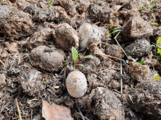 Coprinus comatus