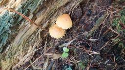 Pholiota flammans