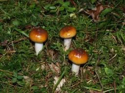 Cortinarius mucosus