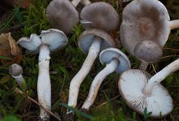 Tricholoma cingulatum