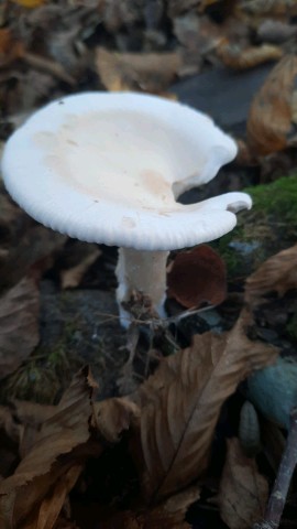 Infundibulicybe geotropa