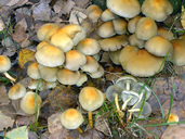 Hypholoma fasciculare