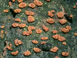 Cryphonectria parasitica