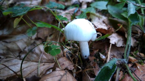 Hygrophorus cossus