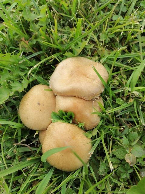 Lacrymaria lacrymabunda