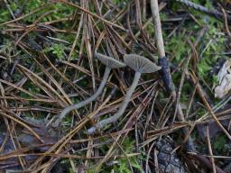 Omphaliaster asterosporus