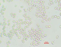 Mycena viridimarginata