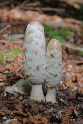 Coprinus comatus