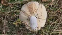 Russula stenotricha