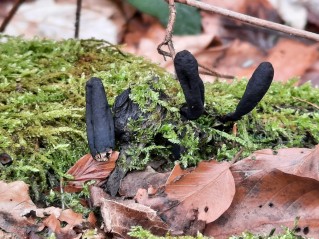 Xylaria longipes