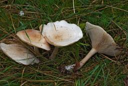 Clitocybe fasciculata