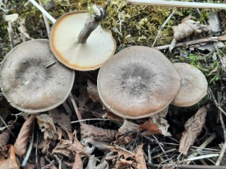 Lentinus substrictus