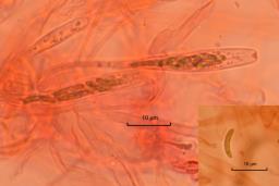 Diatrype disciformis