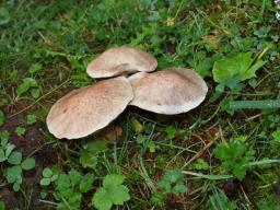 Suillus viscidus