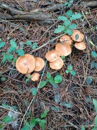 Suillus granulatus