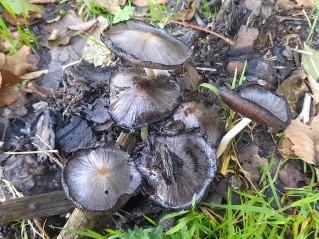 Coprinopsis atramentaria