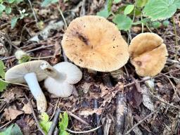 Russula farinipes