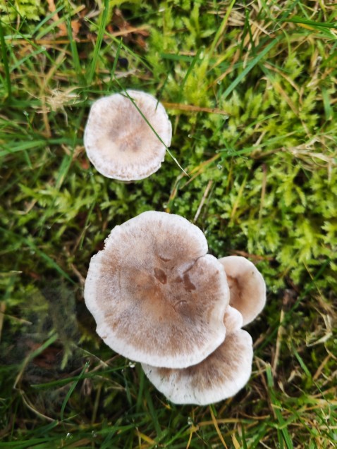 Collybia rivulosa