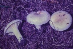 Hygrophorus queletii