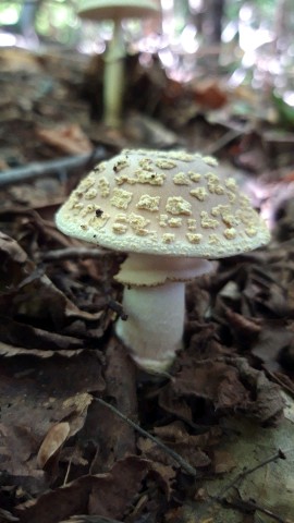 Amanita franchetii