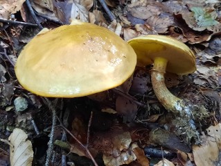 Suillus grevillei