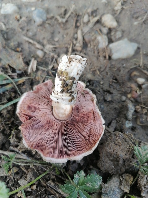 Agaricus campestris