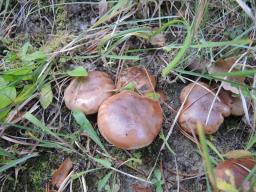 Tricholoma batschii