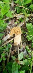 Morchella fluvialis