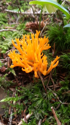 Calocera viscosa