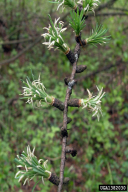 Coleophora laricella