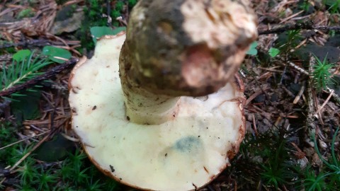 Butyriboletus appendiculatus