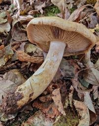 Phlegmacium cliduchum