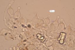Conocybe aurea