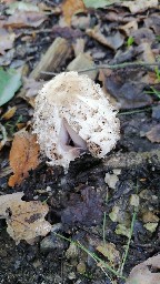 Coprinus comatus