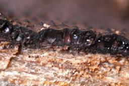 Hypomontagnella submonticulosa