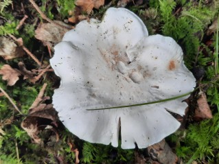 Tricholoma columbetta