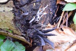 Xylaria hypoxylon