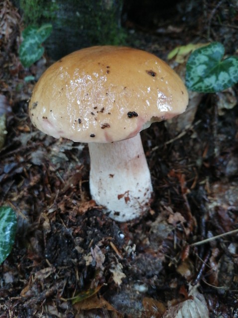 Boletus edulis