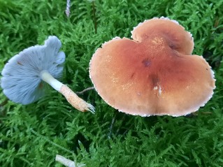 Cystoderma cinnabarinum