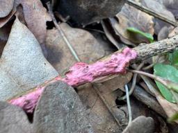 Marchandiomyces quercinus