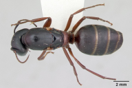 Camponotus herculeanus